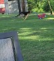 German Shepherd Runs Around Yard With Toy Car