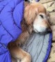 Golden Retrievers have tent slumber party