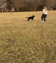 Pup goes absolutely crazy anytime someone starts running
