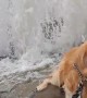 Cubby The Golden Enjoys Fountain