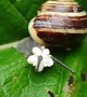 Flower Makes Cute Accessory for Snail