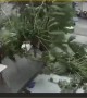 Falling Tree Very Nearly Hits Boy