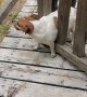 Too Many Peanut Butter Bones Gets Dog Stuck in Gate