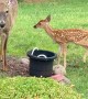 Mama Deer Introduces Her Babies