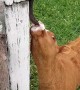 Newborn Calf Makes a Friend