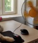 Cat Enjoys Breeze During Heatwave