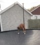 Bouncy Boxer Plays on Trampoline