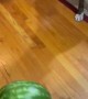 Pup has absolutely no idea what to do with watermelon