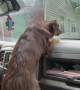 Dog Goes After Windshield Wipers
