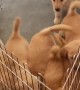 Puppies Won't Let Enclosure Keep Them Away From Mom