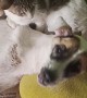 Cats Cuddle Dog to Help Nurse Her Back to Health