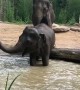 Young Elephant Has a Temper Tantrum