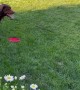 Zeus the Dog Knows How to Get Frisby Time While Mowing
