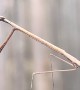 Stick Mantis Eating a Fly