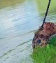Jaguar-Dog Helps Owner Bring Fish onto Land
