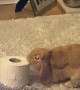 Bunny Drop Kicks a Toilet Paper Roll
