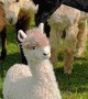 Alpacas Sense Imposter in Their Presence