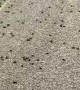 A Mormon Cricket Invasion