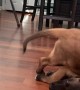 Puppy Tumbles While He Plays
