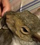 Rescue Squirrel Cuddles a Baby Rabbit