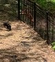New Iron Fence Doesn't Stop Dog from Escaping