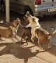 Three American Bullies Play with a Balloon for the First Time