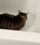 Cat Can't Get Out of Deep Tub