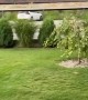 Crazy Juna Dog Gets Garden Zoomies