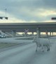 Cow Escapes Police