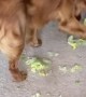 Ben the Golden Plays with Lettuce