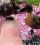 Curious ducklings adorably crash woman\'s picnic