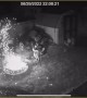 Fireworks in Fire Pit Make Fireball