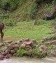 Cow Bounds Around During River Crossing
