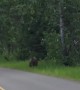 Mountain bikers have scary encounter with a grizzly bear 