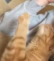Cat Knows How to Ask for Pets