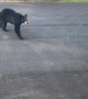 Dad Lures a Bear Out of Van