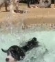 Puppy accidentally falls into the pool