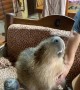 Capybara Loves Getting Neck Scratches