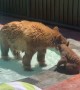 Mama Bear and Cub Use My Pool
