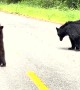 Curious Bears Check Out Car in Northern California