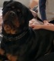 Rottweiler Gets Scolded for Getting up on Bed