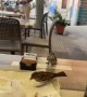 Bird Feeds Its Baby at Dining Table