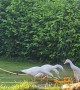 Runner Ducks Love Playing in Sprinkler