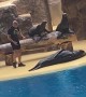 Loro Park Sea Lion Plays Dead