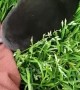 Mole Rescued From Stairwell