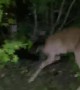 Startled Deer Jumps into Vehicle
