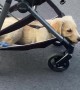 Puppy Riding in Stroller Has a Ruff Life