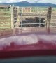 Using a Tractor to Save a Yak Bull with Leg Stuck in Fence