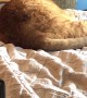 Snicker Doodle the Cat Lectures Owner After Sneeze
