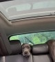 Puppy chooses totally awkward spot during car ride